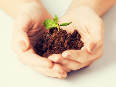 Due mani che tengono una piccola pianta 